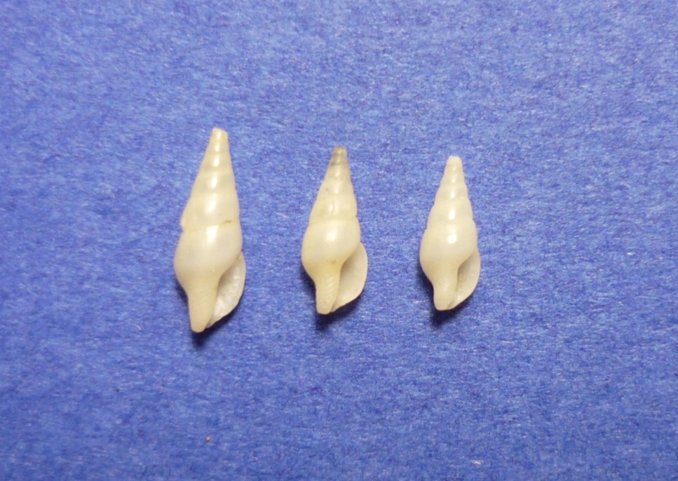 Mitrella minor